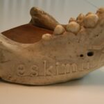 Walrus jaw- 96