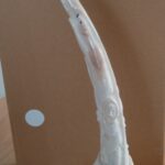 Walrus Tusk - 148