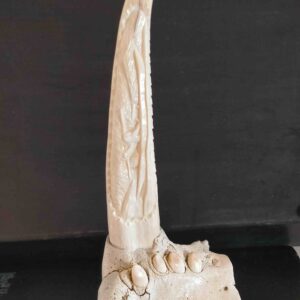 Walrus tusk with jawbone - 164